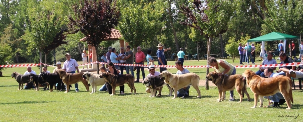 Jovenes hembras - XXXVIII Monográfica Nacional AEPME - Gordoncillo, Leon 08.09.2018
Keywords: 2018