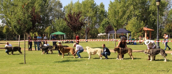 Jovenes hembras - XXXVIII Monográfica Nacional AEPME - Gordoncillo, Leon 08.09.2018
Keywords: 2018