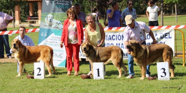 Jovenes hembras - XXXVIII Monográfica Nacional AEPME - Gordoncillo, Leon 08.09.2018
Keywords: 2018