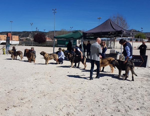 Jovenes hembras, VI Concurso de Mastín Español, AEPME - Cuenca, Spain 13.04.2019 
Keywords: 2019