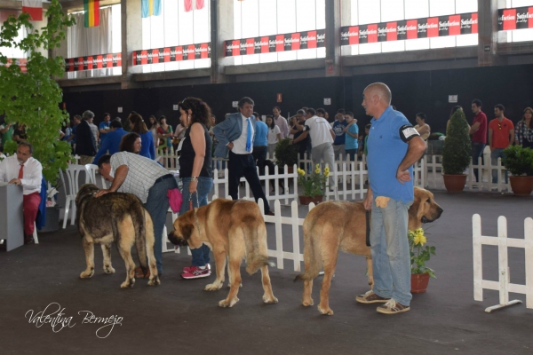 Jóvenes Machos - Badajoz, Spain 10.05.2015
1º Romero del Retamalon
2º Diablo de Fuente Herrumbre
3º Tierra de Órbigo

Keywords: 2015