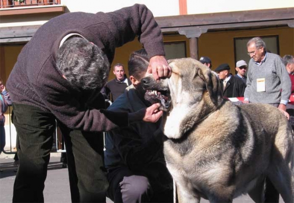 Judge Emilio Alvarez checking teeth - Mansilla de las Mulas, Leon, 07.11. 2004
Keywords: 2004