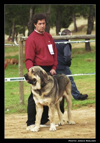 Juglar de Galisancho - Intermediate Class Males, Exc. 3 - XXI Monográfica AEPME 2001
(Soto de Trashumancia x Jarcha de Campollano)
Born:21-01-2000
Breeder & owner: Pedro García Martín


Keywords: 2001 galisancho