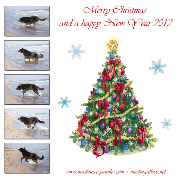 Merry Christmas and Happy New Year 2012 from Sally - www.mastines-espanoles.com & www-mastingallery.net
Keywords: apolo