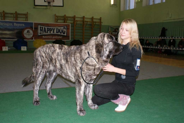 Julia Mastibe in Junior Class: EXC 1, LV JCAC, PP: Promotion Prize, BOB Junior, Best Female 2 - Latvian Club Dog Show 23.11.2008
(Basil Mastifland x Goya Mastibe)
Born: 20.12.2007
Keywords: 2008 zarmon