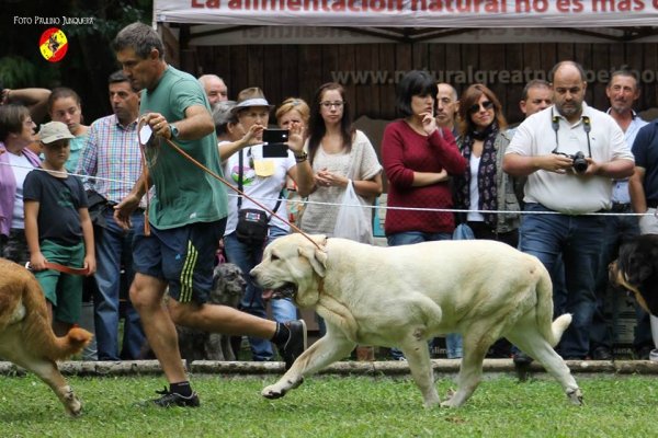 Abierta hembras EXC EXC 4ª:  Julia de Loredo - Barrios de Luna 14.09.2014
(Trajano I de Campollano X Serena de Vera de Rio Miera) 
Keywords: 2014