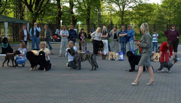 Julia Mastibe: Very Promising 1, Promotion Prize, 3.Place in BABY BIS - Baby Class Females, 11.05.2008 FCI Dog Show Riga (Latvia)
Keywords: 2008