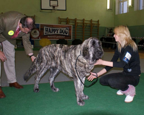 Julia Mastibe in Junior Class: EXC 1, LV JCAC, PP: Promotion Prize, BOB Junior, Best Female 2 - Latvian Club Dog Show 23.11.2008
(Basil Mastifland x Goya Mastibe)
Born: 20.12.2007
Keywords: 2008 zarmon