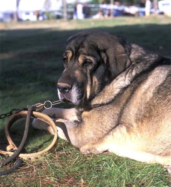 Almendro de Jusiante
(Cronos x Calima del Corisco)
Born: 20-1-1997


Keywords: jusiante