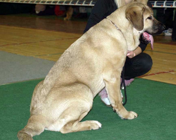 Kally Amena Mastibe in Baby Class: Very Promising 1, PP: Promotion Prize, BOB Baby, Puppy BIS 2! (4-9 months babies and puppies all together). - Latvian Club Dog Show 23.11.2008
(Neron de Laciana x Feya Mastibe)
Born: 08.06.2008 
Keywords: 2008 zarmon