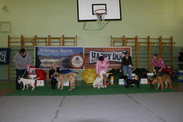 Kally Amena Mastibe in Baby Class: Very Promising 1, PP: Promotion Prize, BOB Baby, Puppy BIS 2! (4-9 months babies and puppies all together). - Latvian Club Dog Show 23.11.2008
(Neron de Laciana x Feya Mastibe)
Born: 08.06.2008 
Keywords: 2008 zarmon