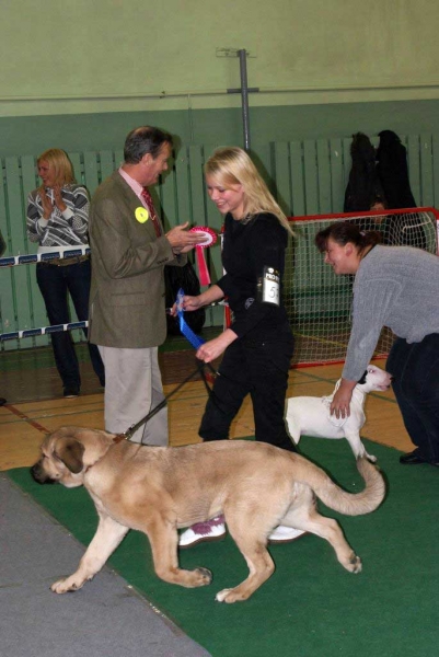 Kally Amena Mastibe in Baby Class: Very Promising 1, PP: Promotion Prize, BOB Baby, Puppy BIS 2! (4-9 months babies and puppies all together). - Latvian Club Dog Show 23.11.2008
(Neron de Laciana x Feya Mastibe)
Born: 08.06.2008 
Trefwoorden: 2008 zarmon