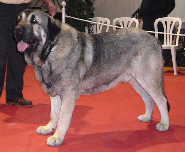 Kampo Dancá Cotufa - Exc 1º, CAC, CACIB & BOB - International Show Sevilla 06.03.2005
(Ch. Ulises de Ablanera x Chanca Dancá Cotufa) 
Breeder & owner: Manuel Romero & Ana González  

Keywords: 2005 cotufa