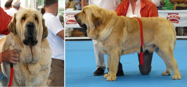 Mejor de la RAZA: Karonte de Montes del Pardo - Exposicion Nacional de Razas Espanolas, Talavera de la Reina, 23.05.2009
Photo sent by Lenka Erbenove, kennel Tornado Erben
Keywords: 2009 pardo