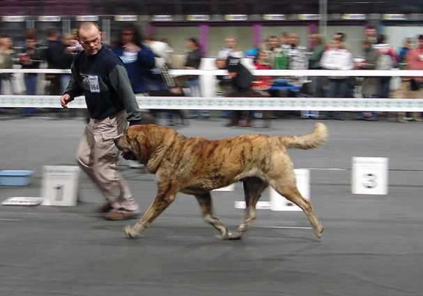 Cypress Hill Ludareva: Exc 1, CWC, Best male, CACIB, BOB - International Show, Katowice, Poland 17.03.2007
Keywords: 2007