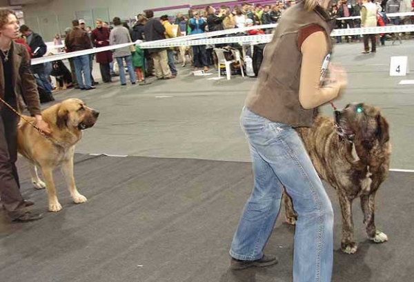 Rica Fre Su: Exc 1, CWC, Best female, CACIB & Graci Mastibe: Exc 3 - International Show, Katowice, Poland 17.03.2007
Keywords: 2007