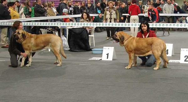 Rica Fre Su: Exc 1, CWC, Best female, CACIB  & Amiga Zula Bis Mastibe: Excellent 1, CWC, Res.CACIB - International Show, Katowice, Poland 17.03.2007
Keywords: 2007