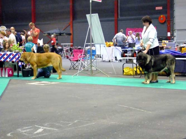 Kayla z Kraje sokolu: exc 1,  CAC, Best female, Centenary FCI European Dog show Junior Winner 2011 & Aes: exc 1, res. CAC, CACIB, Centenary FCI European Dog show Winner 2011
Kayla: Young Class Females (Amigo Zeus Bis Mastibe x Feimi z Kraje sokolu) Born 18.04.2010
Aes: Open Class Females (Seo de Torreanaz x Saya) Born 02.12.2008

Photo: Lenka Erbenova, kennel Tornado Erben


Keywords: euro 2011