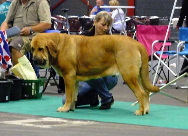 Kayla z Kraje sokolu: exc 1, CAC, Best female, Centenary FCI European Dog show Junior Winner 2011 - Young Class Females - Euro Dog Show, Leeuwarden, Netherlands - 03.09.2011
(Amigo Zeus Bis Mastibe x Feimi z Kraje sokolu)
Born 18.04.2010

Photo: Lenka Erbenova, kennel Tornado Erben


Keywords: euro 2011 sokol