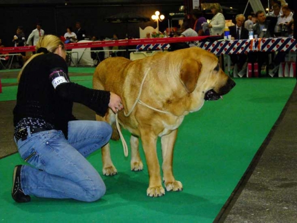 Kayla z Kraje sokolu: exc 1, CAC, Best female, Centenary FCI European Dog show Junior Winner 2011 - Young Class Females - Euro Dog Show, Leeuwarden, Netherlands - 03.09.2011
(Amigo Zeus Bis Mastibe x Feimi z Kraje sokolu)
Born 18.04.2010

Photo: Lenka Erbenova, kennel Tornado Erben
Keywords: euro 2011 sokol