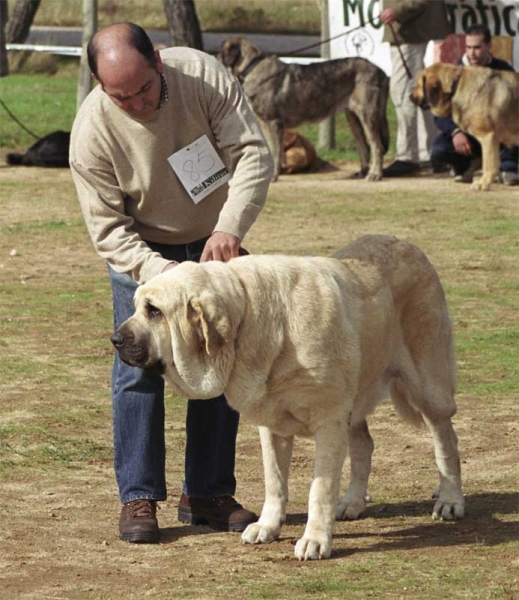 Kenia de Fontanar - Open Class Females - XXI Monográfica AEPME 2001
(Fran de la Aljabara x Duquesa de las Cañadas)
Born: 22-10-1997
Breeder & owner: Jesús Salido Gómez  


Keywords: 2001 fontanar