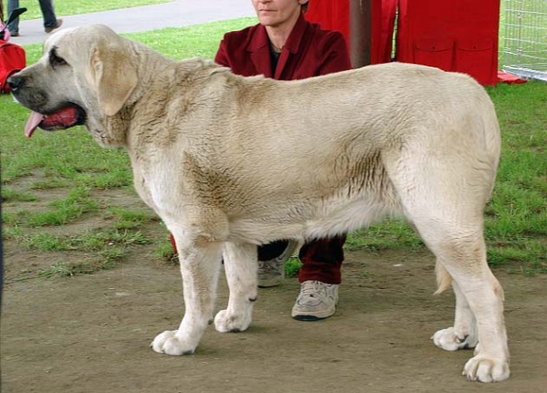 Azura Black Hanar: exc 2, res. CAC - Open Class Females, Club Show of Moloss Club, Czech Republic, 17.05. 2008
(Dionysos Tornado Erben x Fusil de Chispa Ha-La-Mü)

Photo sent by Iva Jarova - ©

Keywords: 2008