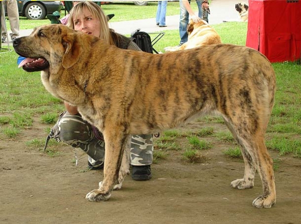 Chanel Zaark Mastibe: very good 2 - Young Class Females, Club Show of Moloss Club, Czech Republic, 17.05. 2008
Photo sent by Iva Jarova - ©
Keywords: 2008 mastibe