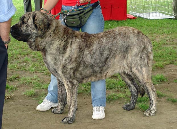 Holly Mastibe: exc 3 - Open Class Females, Club Show of Moloss Club, Czech Republic, 17.05. 2008
(Druso de la Aljabara x Connie Mastibe)

Photo sent by Iva Jarova - ©
Keywords: 2008 mastibe