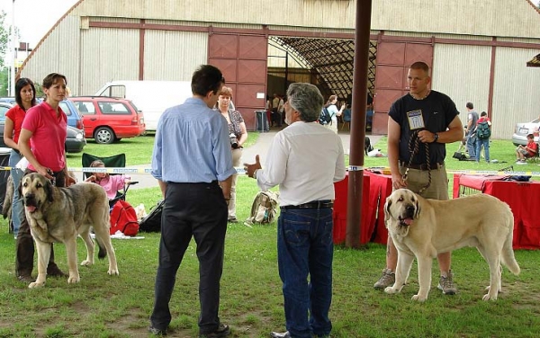 Intermediate Class Males - Club Show of Moloss Club, Czech Republic, 17.05. 2008
Photo sent by Iva Jarova - ©
Keywords: 2008