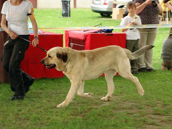 Ramonet: exc 1, CAC - Champion Class Males, Club Show of Moloss Club, Czech Republic, 17.05. 2008
(Ron de Babia x Trufa de Trashumancia)

Photo sent by Iva Jarova - ©

Keywords: 2008