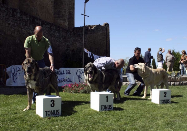 Tinta del Macareno: EXC 2, Zagala de Hazas de Cesto: EXC 1, Kora de Filandón:  EXC 3 - Young Class Females, Monográfica AEPME 13.09.2008


Keywords: 2008