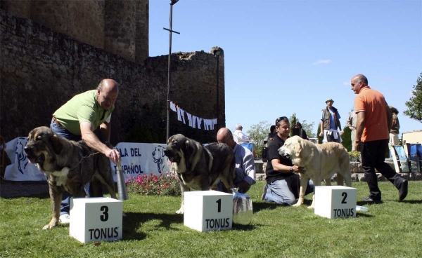 Tinta del Macareno: EXC 2, Zagala de Hazas de Cesto: EXC 1, Kora de Filandón:  EXC 3 - Young Class Females, Monográfica AEPME 13.09.2008
Keywords: 2008