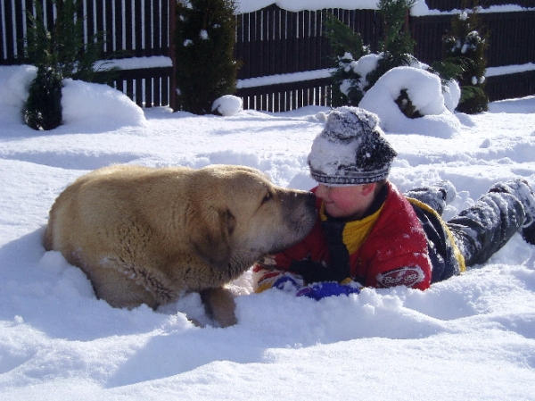 Mastín from kennel z Kraje Sokolu
Keywords: sokolu snow nieve