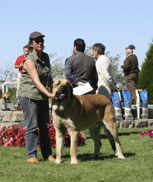 Kromagnon Tornado Erben: VG, Open Class Males, XXVIII Monográfica AEPME, Valencia de Don Juan 13.09.08 
(Basil Mastifland x Deborah Tornado Erben)
Born: 2806.2006
Keywords: 2008 kromagnon