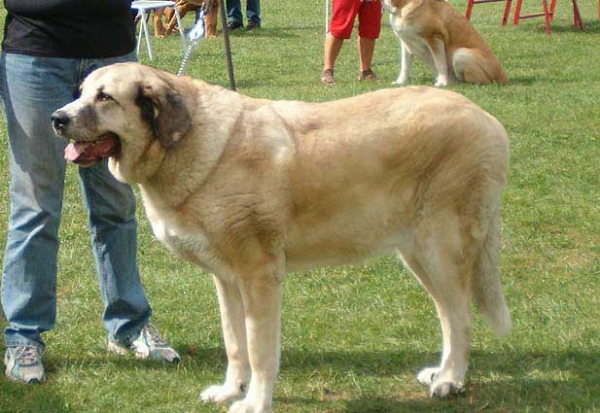 Amante Espanol Arcita - Exc. 1, Best Veteran - Veteran Class Females - Special Show of Moloss Club in Kromeriz, Czech Republic, 10-09-2005
Keywords: 2005