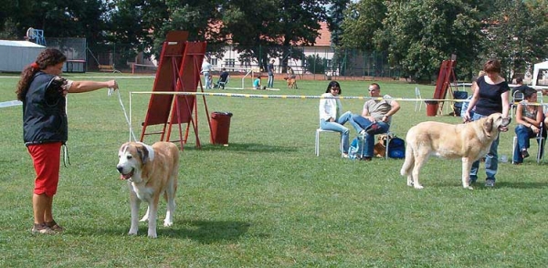 Veteran Class Females - Special Show of Moloss Club in Kromeriz, Czech Republic, 10-09-2005
Keywords: 2005 veteran veterano