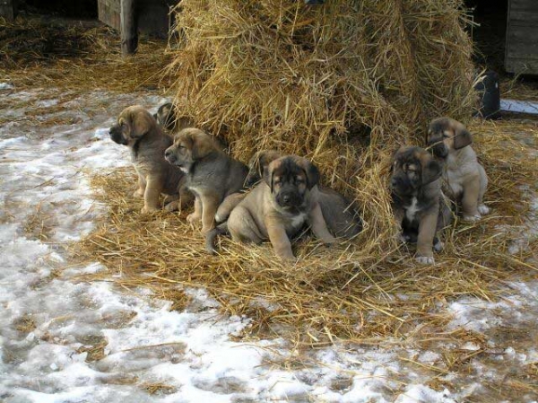 Litter from Estonia - kennel Harem Ufmaf
Keywords: ulmaf