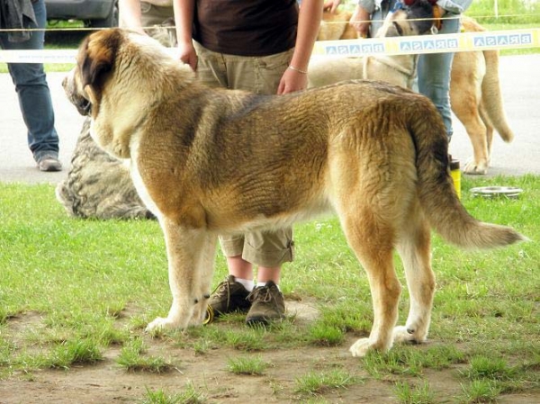 Abbigail z Polabskych Blat: very good 1 - Intermediate Class Females, Club Show of Moloss Club, Czech Republic, 17.05. 2008
(Sultan x Daren z Kraje Sokolu)

Photo sent by Lenka Erbenova - ©

Keywords: 2008