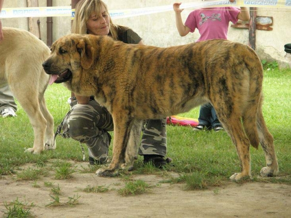 Chanel Zaark Mastibe: very good 2 - Young Class Females, Club Show of Moloss Club, Czech Republic, 17.05. 2008
(Arak z Kraje sokolu x Amiga Zazi Bis Mastibe)

Photo sent by Lenka Erbenova - ©

Keywords: 2008 mastibe