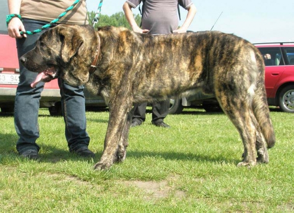 Chebaart Zaark Mastibe - exc 1, CAJC, Young Club Winner - Young Class Males, Club Show of Moloss Club, Czech Republic, 17.05. 2008
(Arak z Kraje sokolu x Amiga Zazi Bis Mastibe)

Photo sent by Lenka Erbenova - ©
Keywords: 2008 mastibe