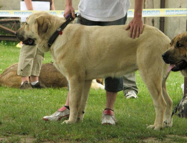 Enchilada Fre-Su: very good 3 - Young Class Females, Club Show of Moloss Club, Czech Republic, 17.05. 2008
(Sanson del Dharmapuri x Lori Fre-Su)

Photo sent by Lenka Erbenova - ©

Keywords: 2008