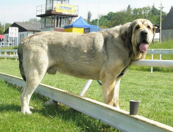 Freon z Kraje Sokolu: exc 2, res. CAC - Open Class Males, Club Show of Moloss Club, Czech Republic, 17.05. 2008
(Sultan x Aylen z Kraje Sokolu)

Photo sent by Lenka Erbenova - ©
Keywords: 2008 sokol