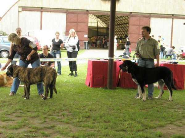 Iago Mastibe: very promising 2 & Rodo de Valdejera: very promising 1, Primus Puppy - Puppy Class Males, Club Show of Moloss Club, Czech Republic, 17.05. 2008
Rodo de Valdejera: (Nistos de Valdejera x Vita de Valdejera)
Iago Mastibe: (Unique du Domaine du Runneval x Connie Mastibe)

Photo sent by Lenka Erbenova - ©

Keywords: 2008 mastibe