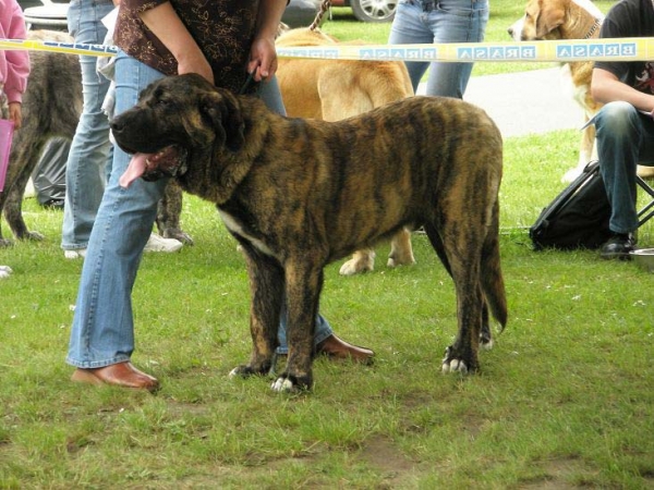 Iago Mastibe: very promising 2 - Puppy Class Males, Club Show of Moloss Club, Czech Republic, 17.05. 2008
(Unique du Domaine du Runneval x Connie Mastibe)

Photo sent by Lenka Erbenova - ©

Keywords: 2008 mastibe