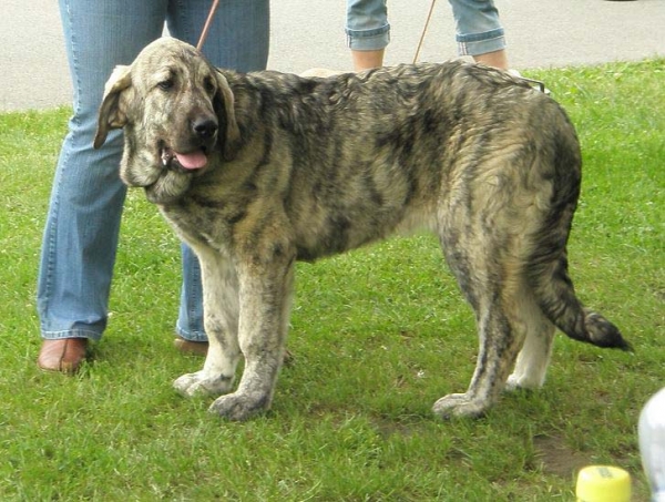 Jenny Mastibe: very promising 2 - Baby Class Females, Club Show of Moloss Club, Czech Republic, 17.05. 2008
(Basil Mastifland x Goya Mastibe)

Photo sent by Lenka Erbenova - ©
Keywords: 2008 mastibe