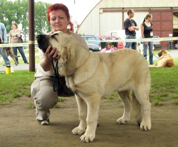 Joko Mastibe: very promising 1, Prima Baby - Baby Class Females, Club Show of Moloss Club, Czech Republic, 17.05. 2008
Basil Mastifland and Goya Mastibe
Born: 20.12.2007 

Photo sent by Lenka Erbenova - ©

Keywords: 2008 mastibe