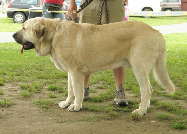 Lucius Tornado Erben: exc 1, CAC, Club Winner - Intermediate Class Males, Club Show of Moloss Club, Czech Republic, 17.05. 2008
(Basil Mastifland x Florita Maja Tornado Erben)

Photo sent by Lenka Erbenova - ©

Keywords: 2008 tornado