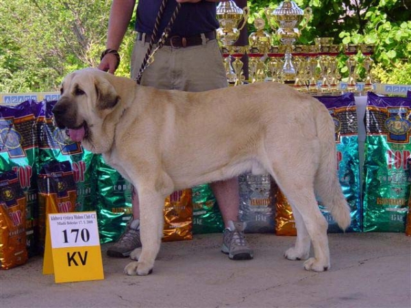 Lucius Tornado Erben: exc 1, CAC, Club Winner - Intermediate Class Males, Club Show of Moloss Club, Czech Republic, 17.05. 2008
(Basil Mastifland x Florita Maja Tornado Erben)

Photo sent by Lenka Erbenova - ©

Keywords: 2008 tornado