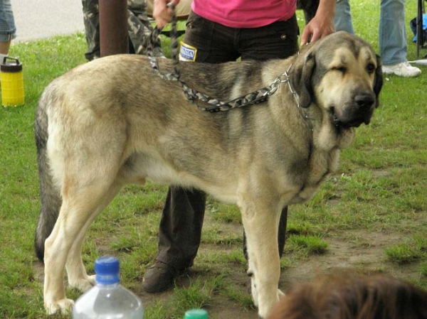 Luis Tornado Erben: exc 2, res. CAC - Intermediate Class Males, Club Show of Moloss Club, Czech Republic, 17.05. 2008
(Basil Mastifland x Florita Maja Tornado Erben)

Photo sent by Lenka Erbenova - ©

Keywords: 2008 tornado