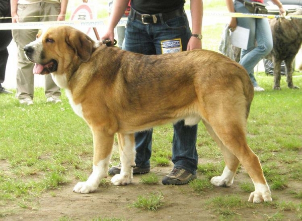 Nord Tornado Erben: exc 2 - Young Class Males, Club Show of Moloss Club, Czech Republic, 17.05. 2008
(Baskervil Mastibe x Donelly Tornado Erben)

Photo sent by Lenka Erbenova - ©

Keywords: 2008 tornado